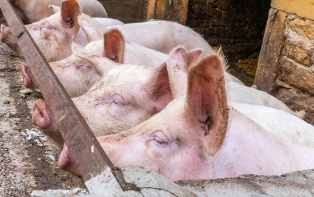 В двух территориях Оренбургской области отменили карантин по африканской чуме свиней (АЧС)