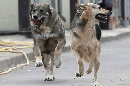 В последнее время в социальных сетях активно обсуждается тема бродячих собак на улицах города
