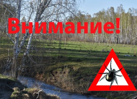 По данным Роспотребнадзора, на сегодняшний день от укусов клещей в Оренбургской области пострадали 16 человек, включая 5 детей.
