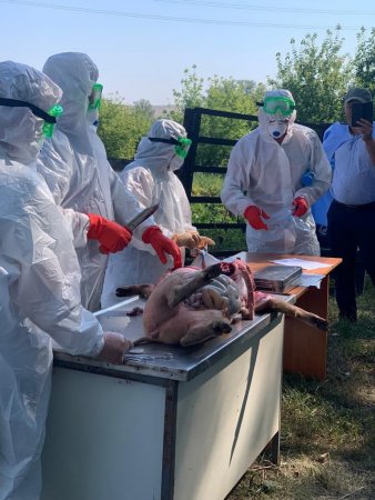 В селе Артемьевка Абдулинского городского округа прошли межрегиональные учения по ликвидации предполагаемых очагов заражения ящуром, африканской чумой свиней и высокопатогенным птичьим гриппом.