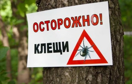 Об активности клещей на территории Абдулинского городского округа